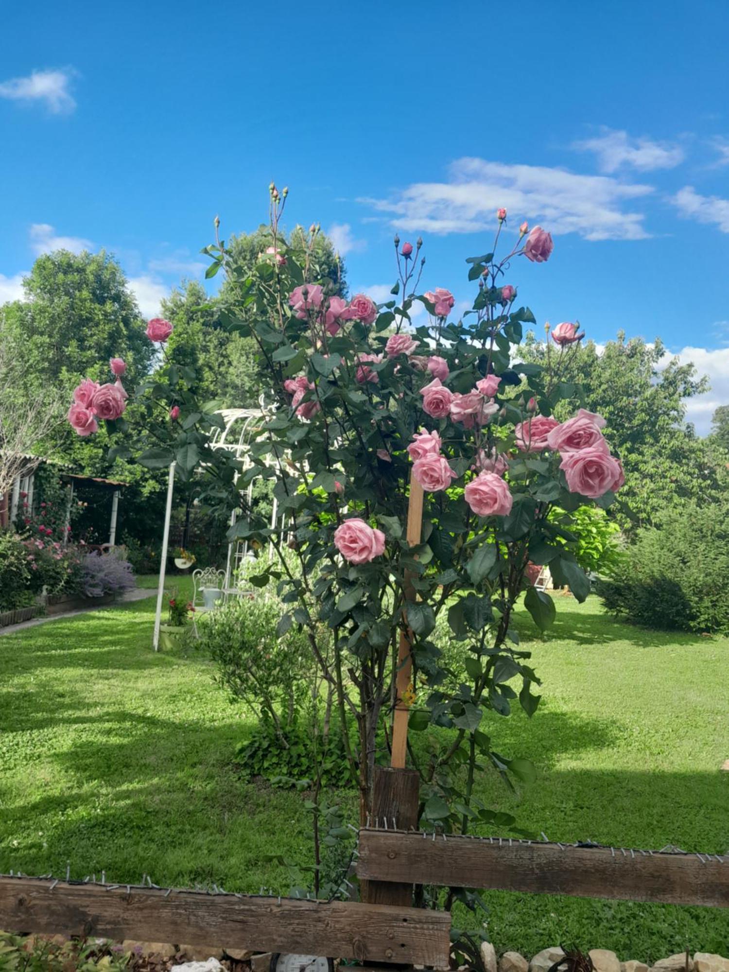 Chambre D'Hote Amitie Et Jardin Carmaux Екстер'єр фото
